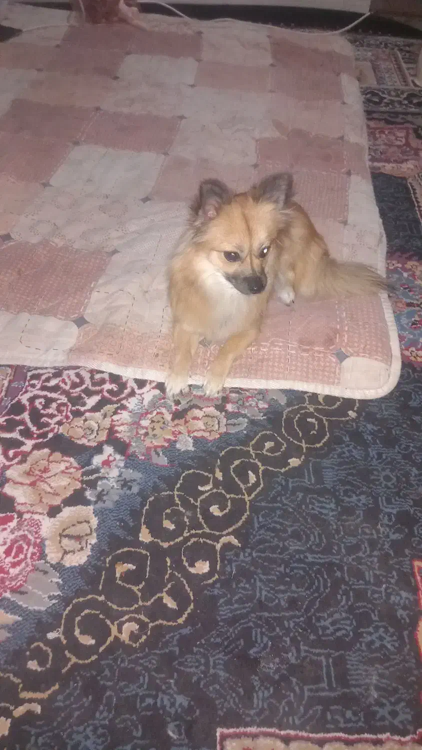 سگ پامر|سگ|بندرلنگه, |دیوار