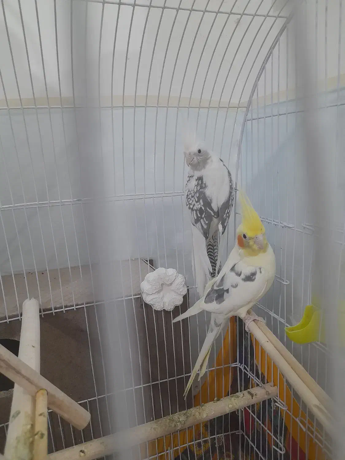 عروس هلندی|پرنده|پائین جام, |دیوار