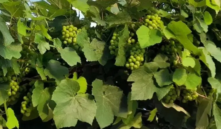 غوره|خوردنی و آشامیدنی|خرم‌آباد (تنکابن), |دیوار