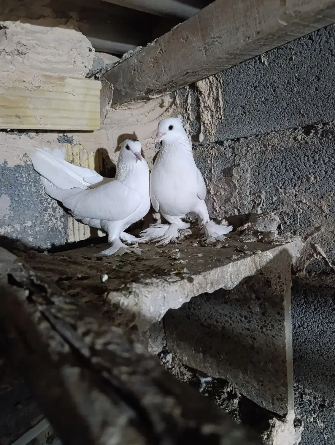 کفتر گره|پرنده|میناب, |دیوار