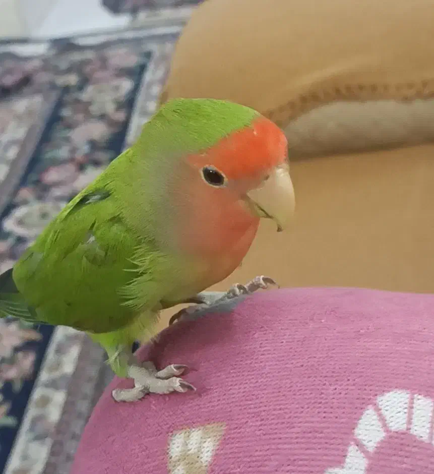 کوتوله|حیوانات|قم, شهر قائم|دیوار