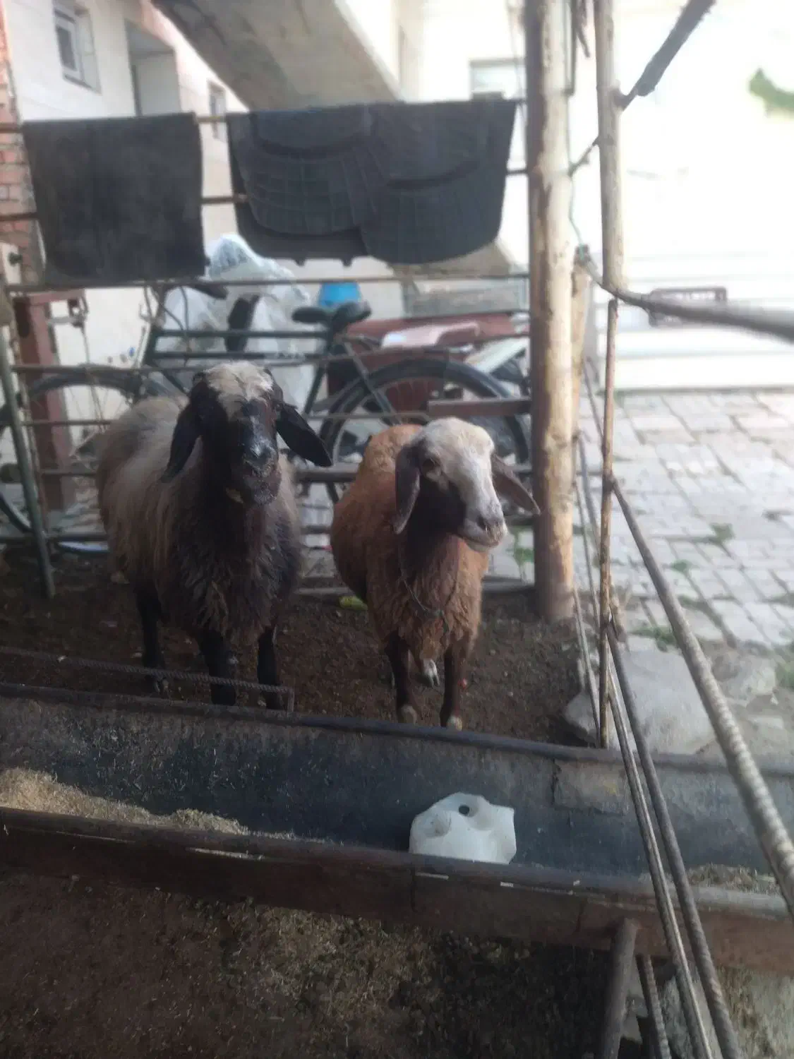 س بره دار بره نر او ماده  سه روزه از هر لخاظ سالم|حیوانات مزرعه|گنبد کاووس, |دیوار