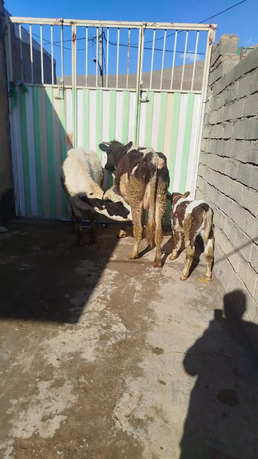 گاو و گوساله دو رگ|حیوانات مزرعه|بیرانوند, |دیوار