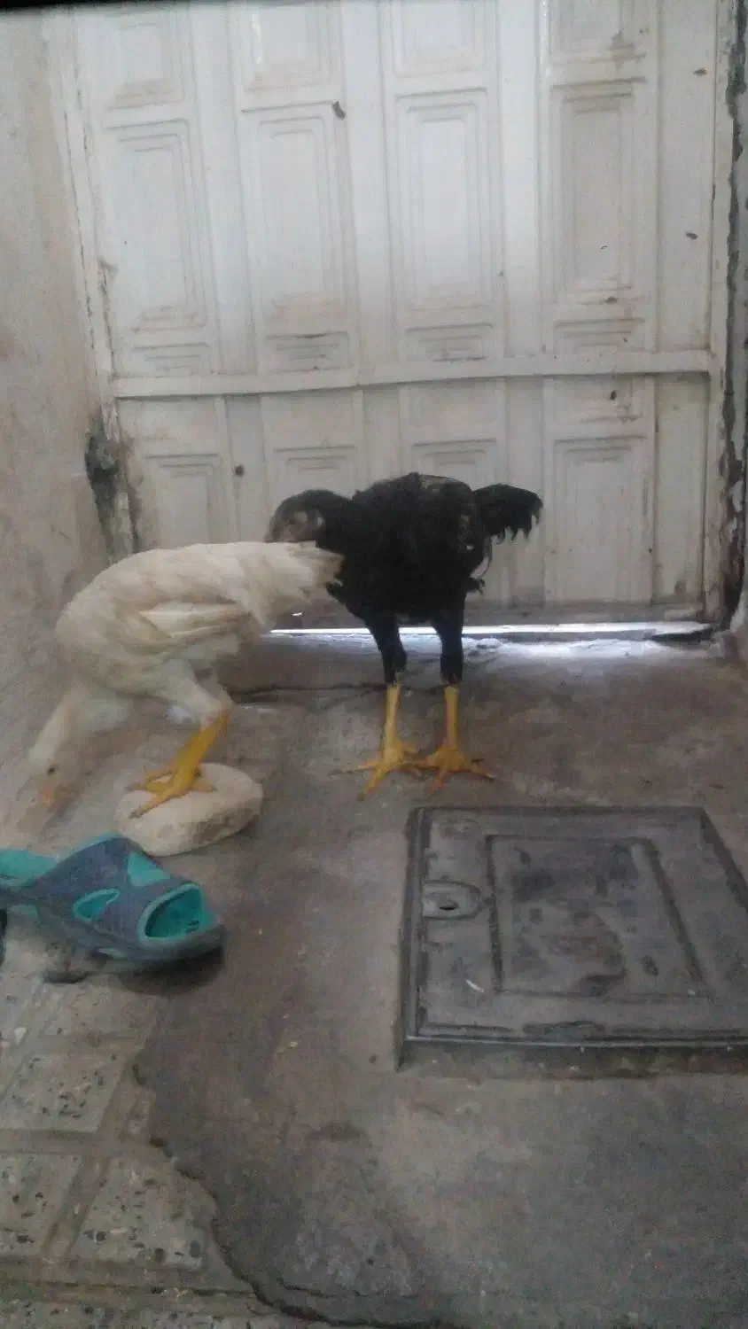 لاری مفت قیمت مناسب|حیوانات مزرعه|اقبالیه, |دیوار