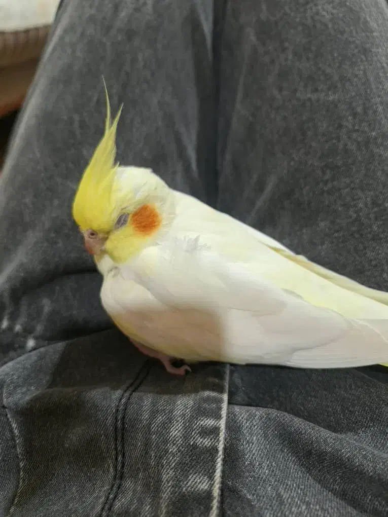 عروس هلندی|پرنده|پرند, فاز ۶|دیوار