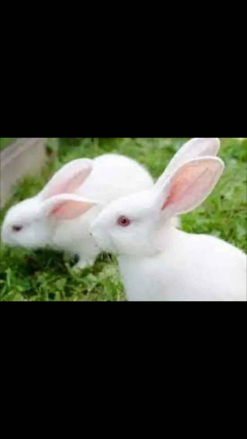 سه خرگوش مولد|موش و خرگوش|مرودشت, استادیوم|دیوار