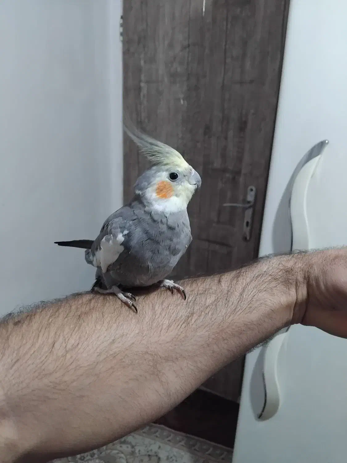 فروش عروس هلندی|پرنده|قم, شهر قائم|دیوار