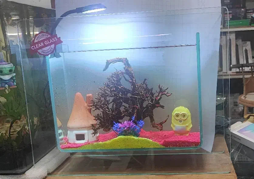 گالری آکواریوم مومنی هدیه واسه یلدا|ماهی|نیشابور, امام|دیوار