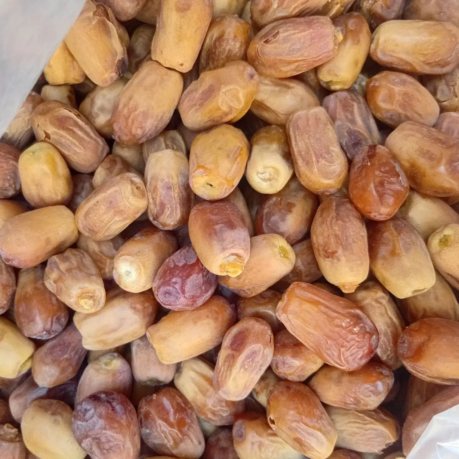خرمای کبکاب وشاهانی تازه|خوردنی و آشامیدنی|شیراز, کفترک|دیوار