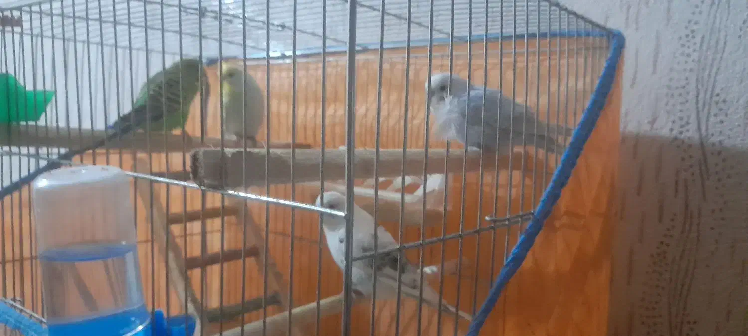 مرغ عشق|پرنده|لوندویل, |دیوار