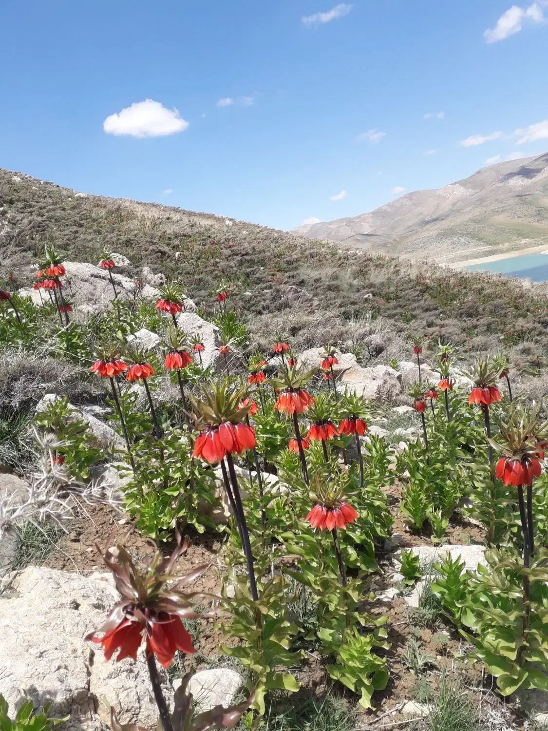 پیکان خراب انژکتر مدل ۸۱ فقط تماس|خودرو سواری و وانت|لنجان, |دیوار