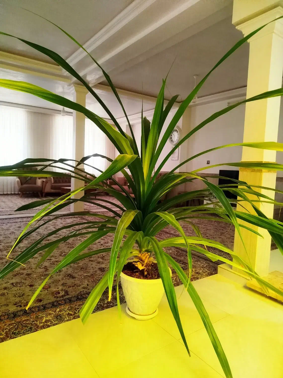 گل پاندانوس بزرگ|گل و گیاه طبیعی|شاهرود, |دیوار