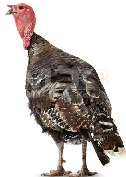 چهار عدد بوقلمون نرو ماده|حیوانات مزرعه|بم, |دیوار