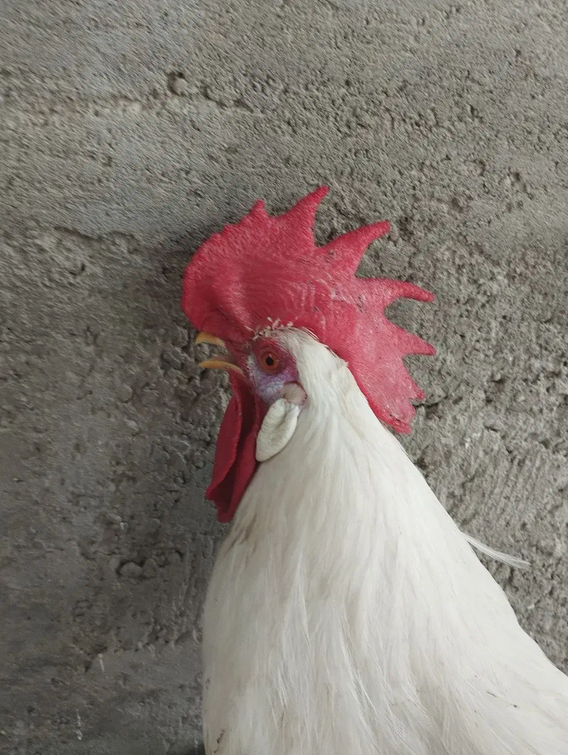 دو عددخروس|حیوانات مزرعه|میناب, |دیوار