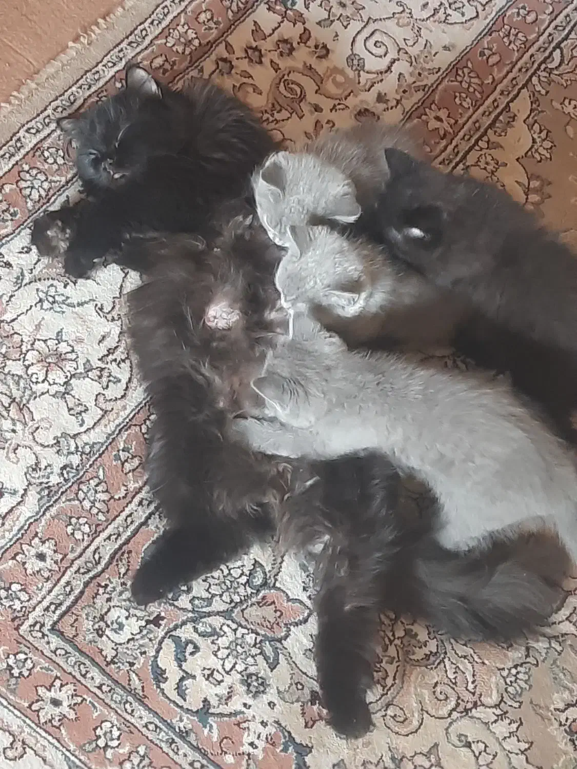 گربه پرشین اسکاتیش مشگی|گربه|ری, دولت‌آباد|دیوار