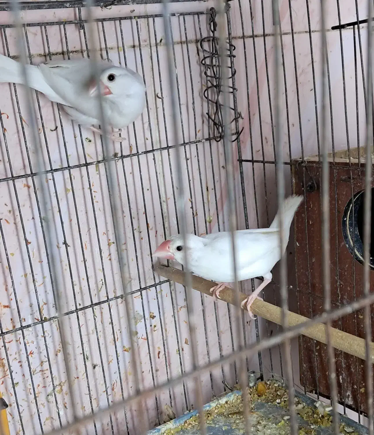 فنچ نرگسی مولد|پرنده|کارون, |دیوار