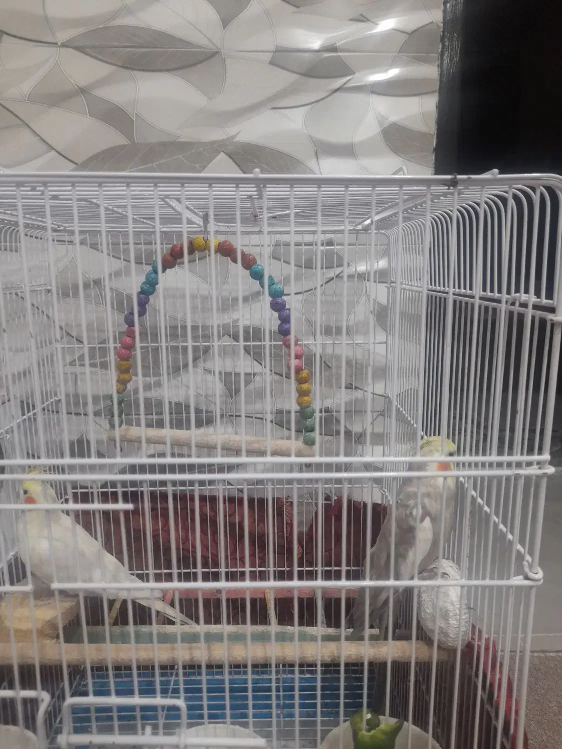 عروس هلندی|پرنده|مبارکه, |دیوار