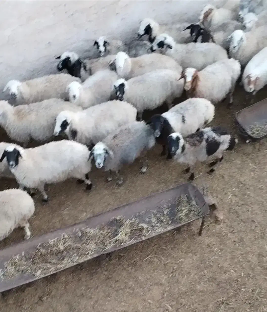 گم شده|حیوانات|سیرجان, |دیوار