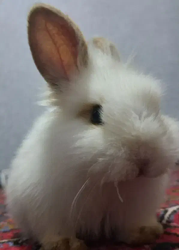 خرگوش نژاد لوپ|موش و خرگوش|میانه, |دیوار