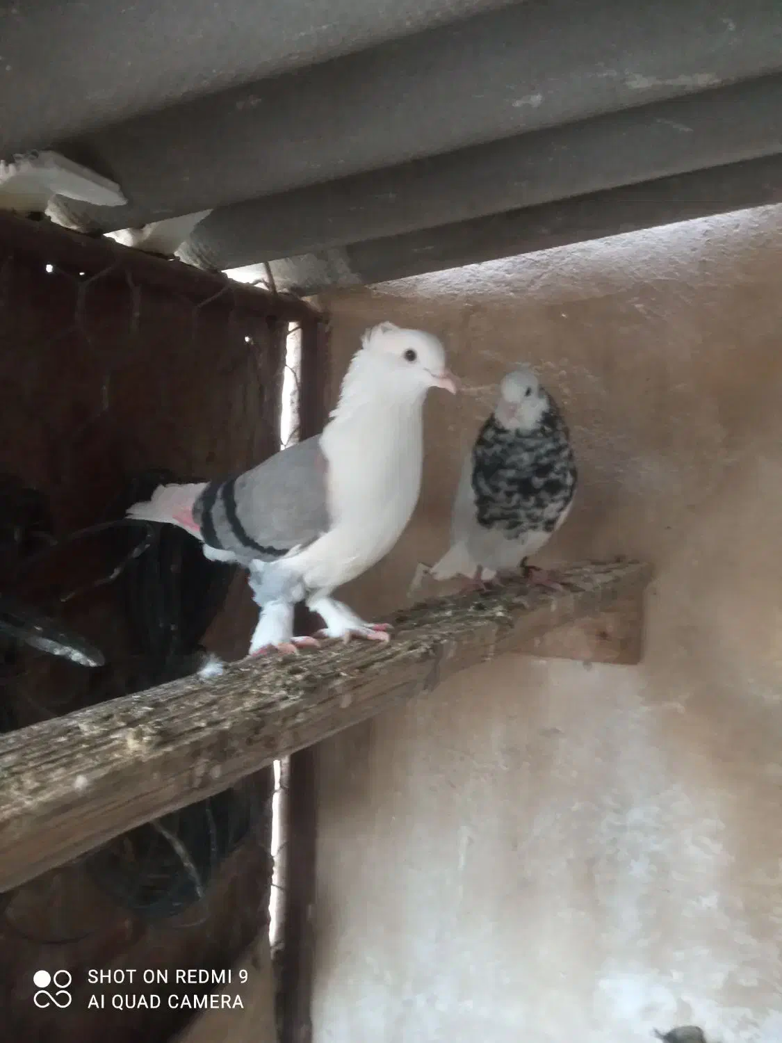 دوکت سبز|پرنده|خورموج, |دیوار