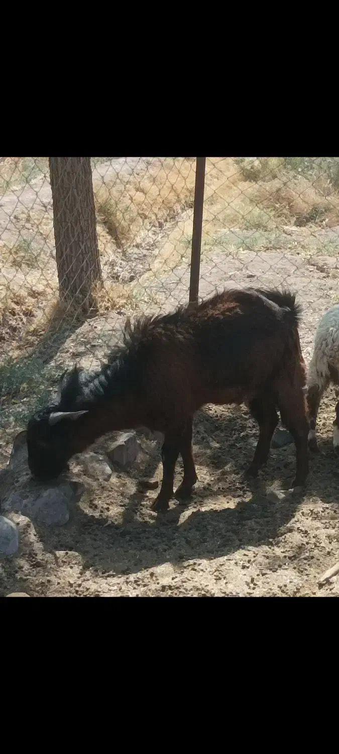 فروش فوری چبش پاکستانی و دورگه قیمت زیر فی بازار|حیوانات مزرعه|جلگه ماژان, |دیوار