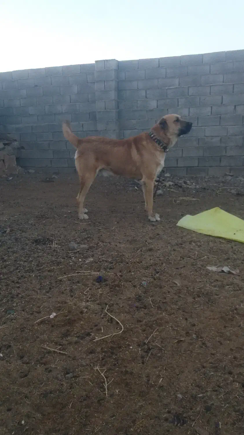 واگذاری سگ|سگ|تربت‌حیدریه, پائین ولایت|دیوار