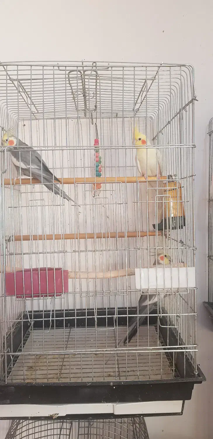 عروس هلندی|پرنده|دهلران, |دیوار