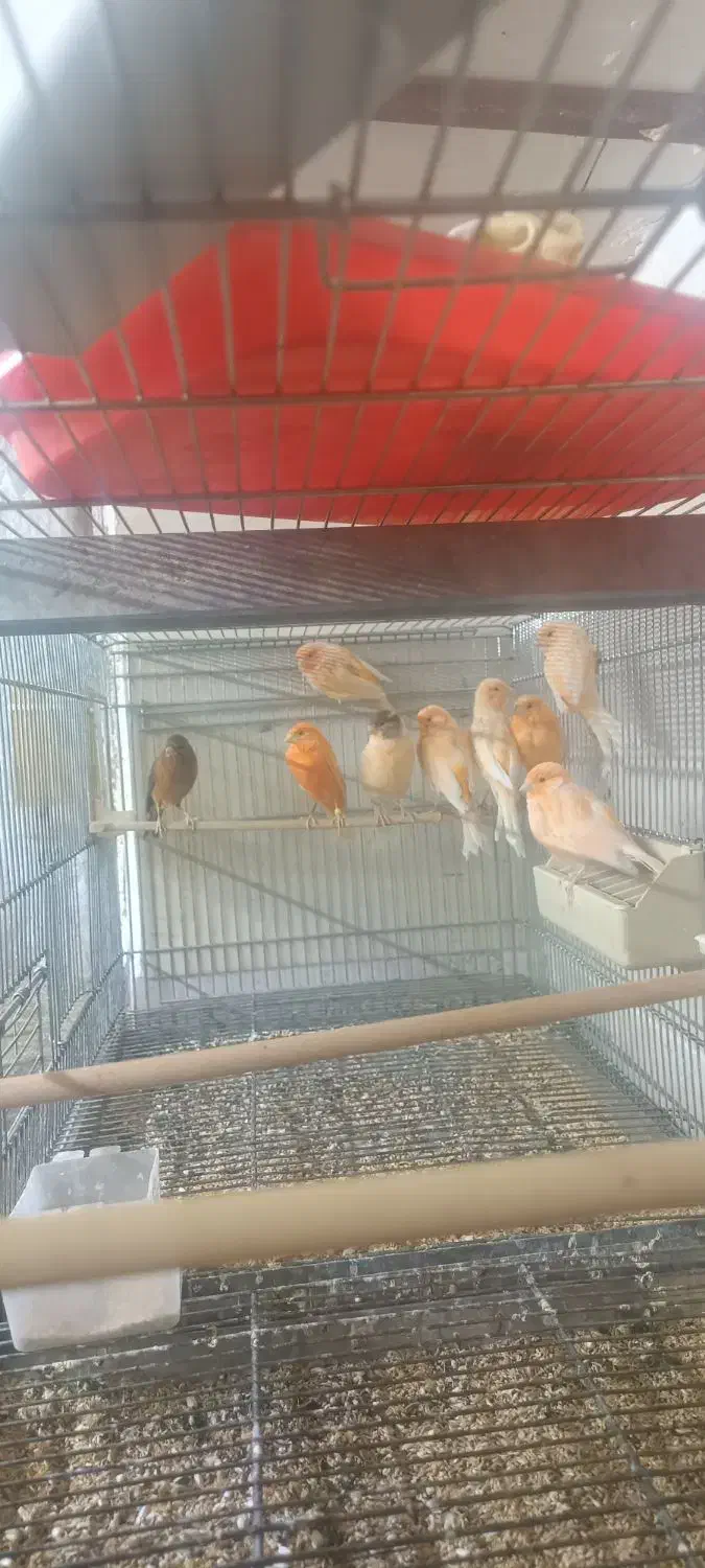 قناری نر و ماده|پرنده|سمنان, |دیوار