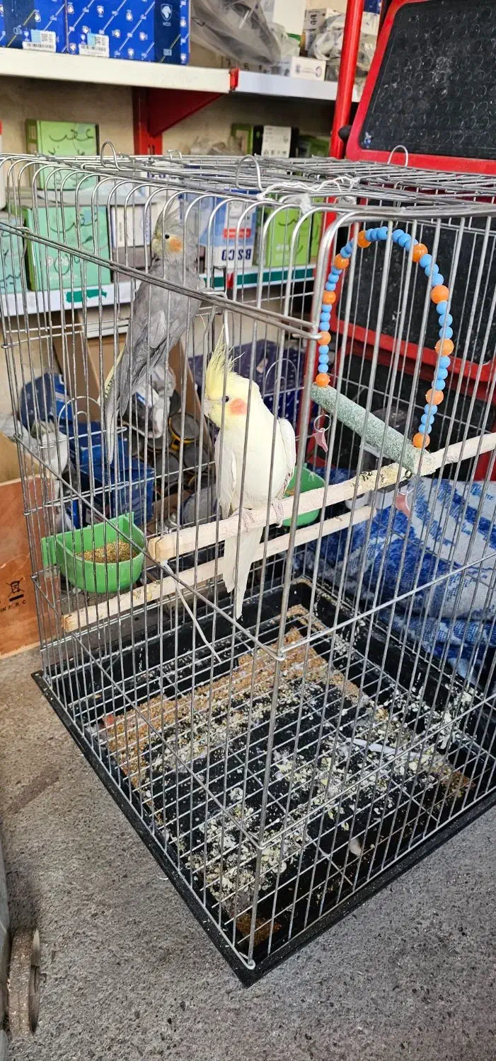 عروس هلندی|پرنده|اهر, |دیوار