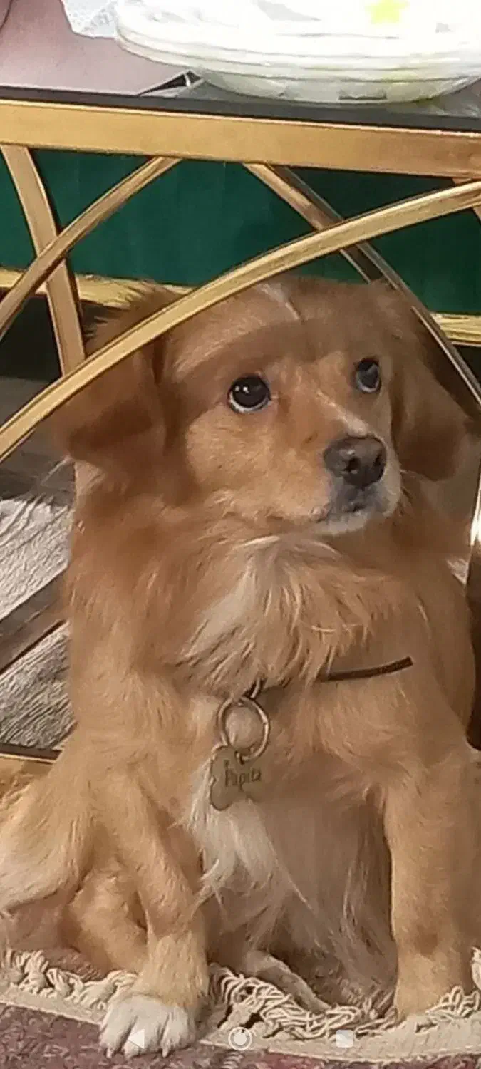 سگ گمشده|حیوانات|اصفهان, باغ دریاچه|دیوار