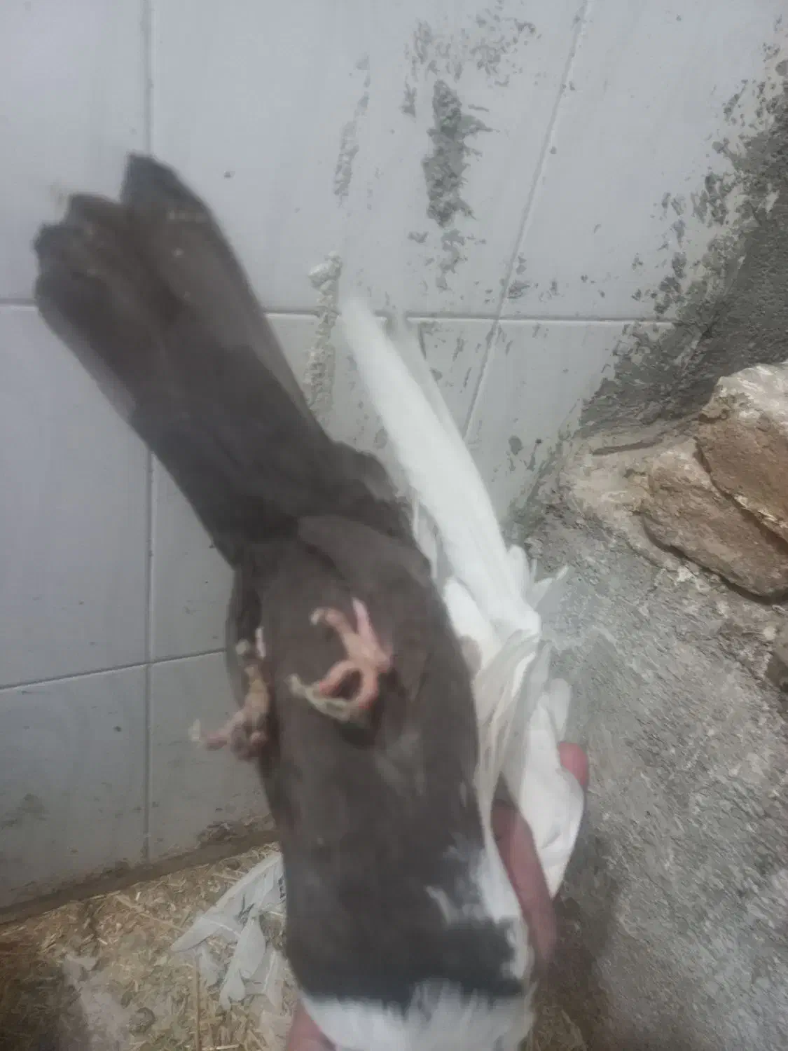 کفتر|پرنده|لالجین, |دیوار