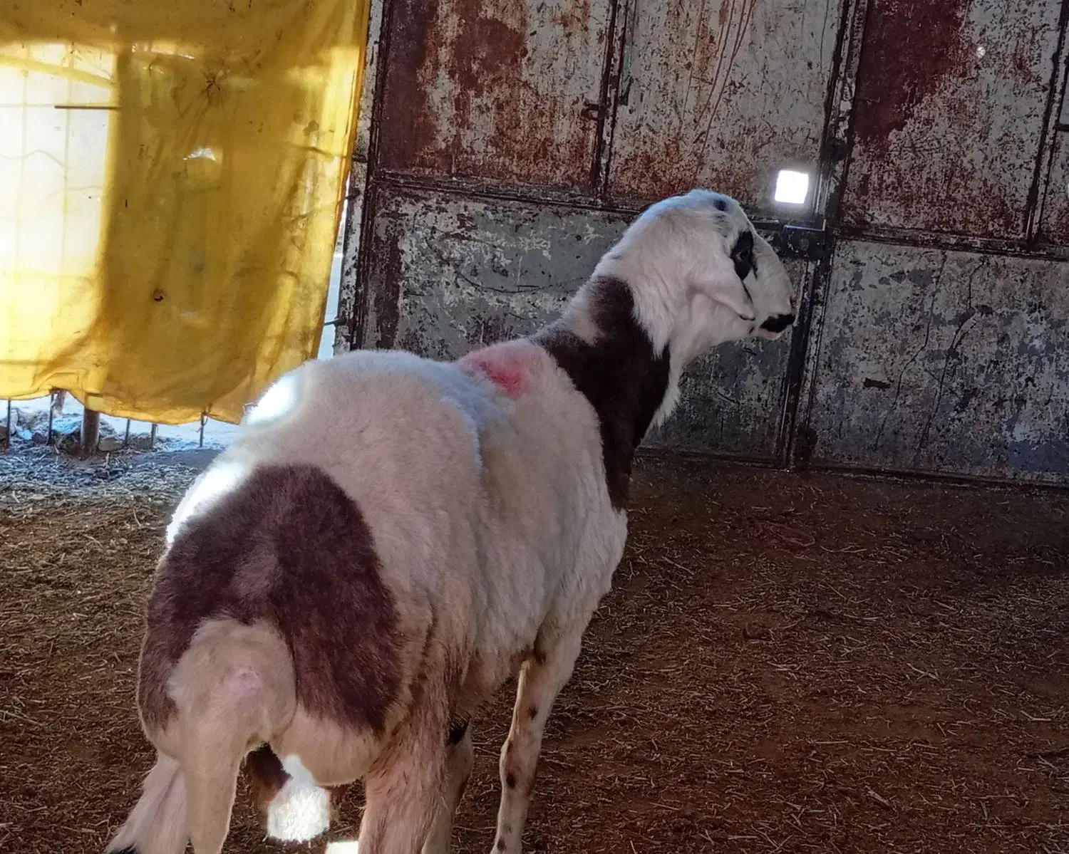 بره قوچ پلنگی|حیوانات مزرعه|صحنه, |دیوار