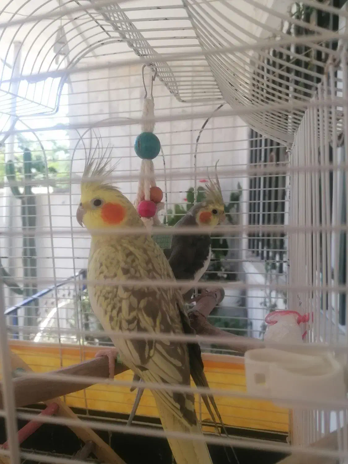 عروس هلندی|پرنده|رودسر, |دیوار