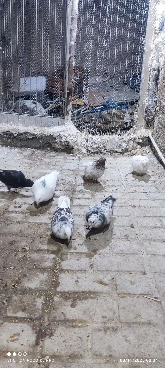 کبوتر|پرنده|مینودشت, |دیوار