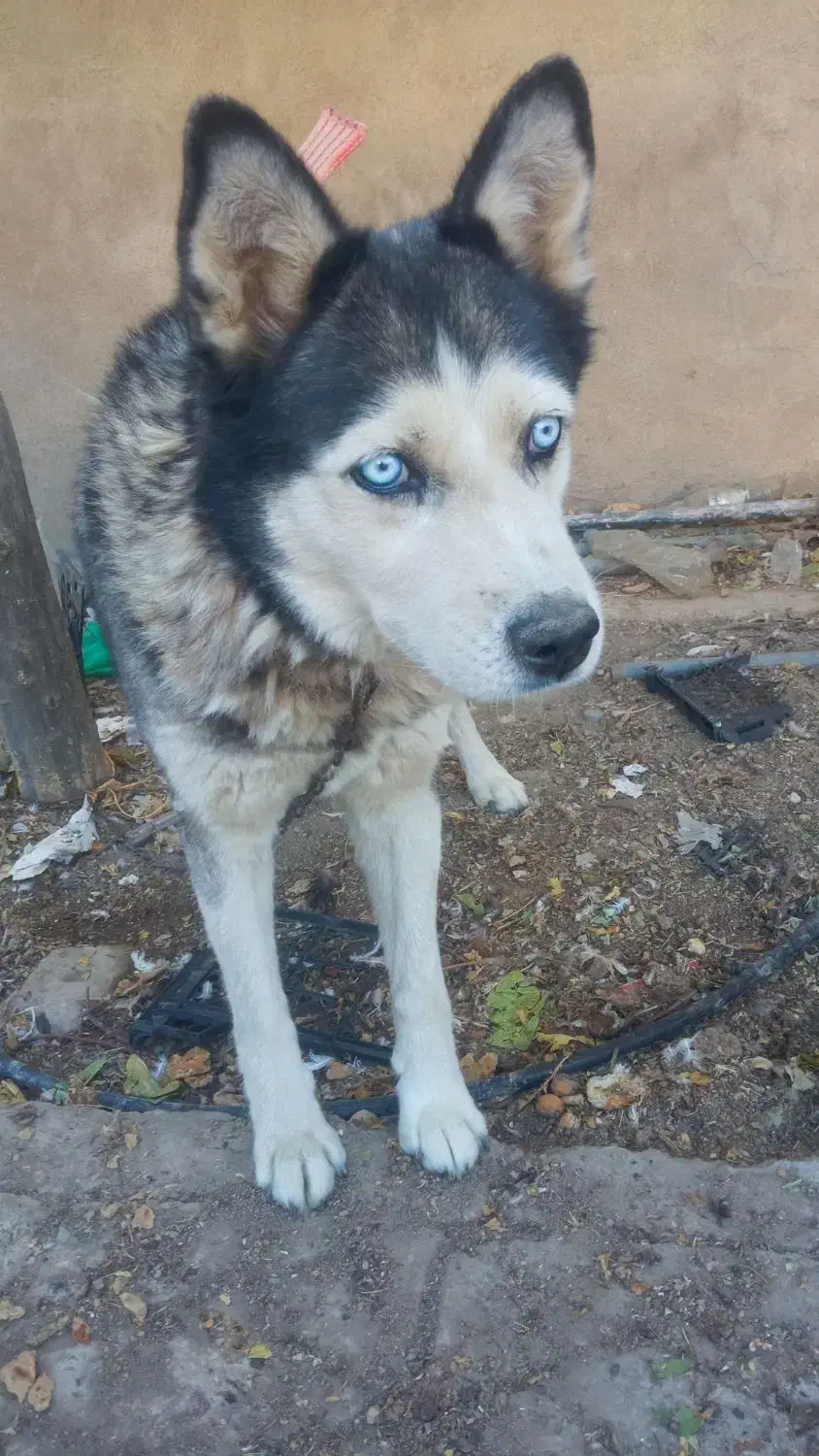 سگ هاسکی|سگ|فیروزآباد (فارس), |دیوار