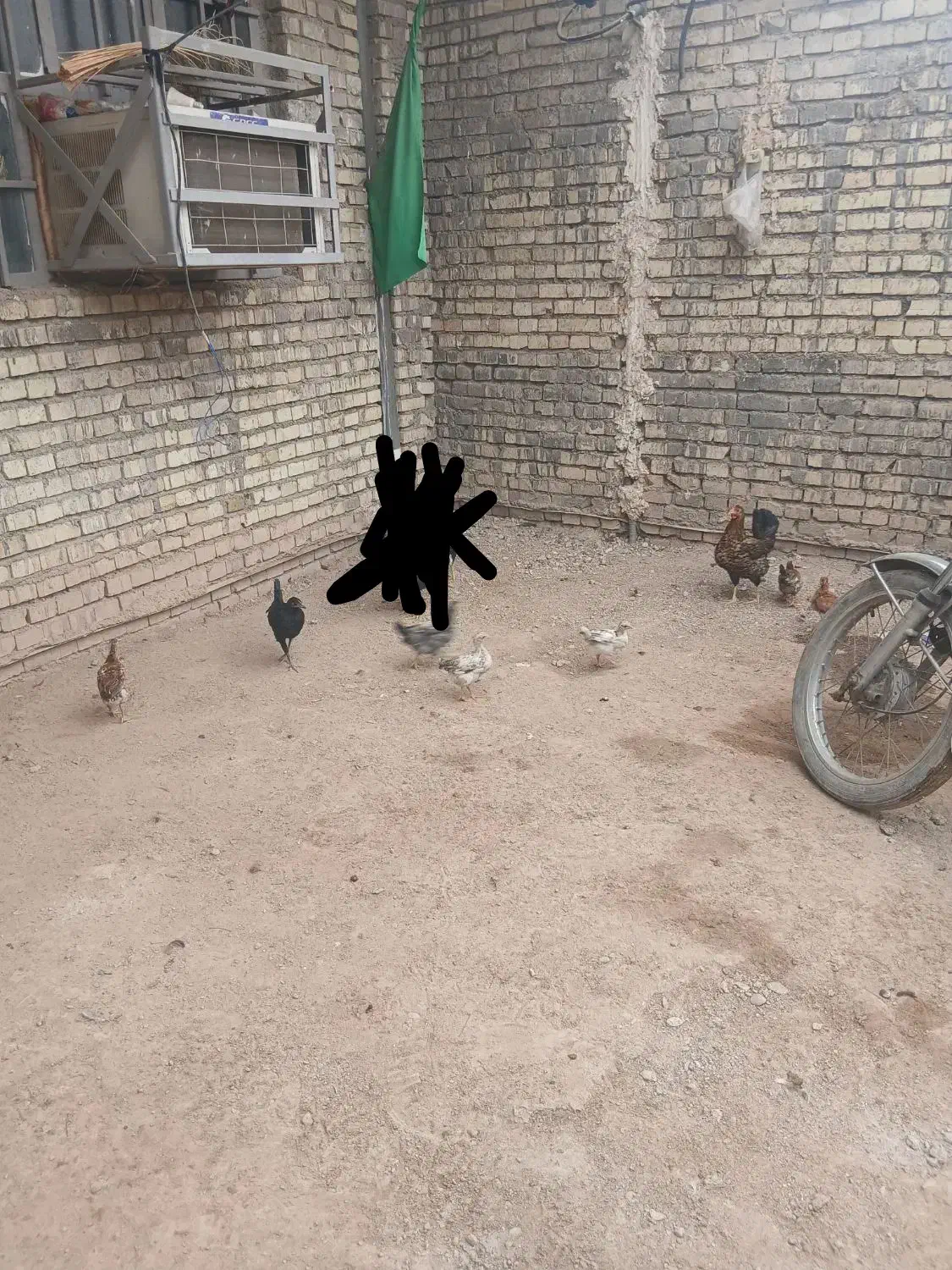 مرغ عربی|حیوانات مزرعه|اهواز, ملاشیه|دیوار