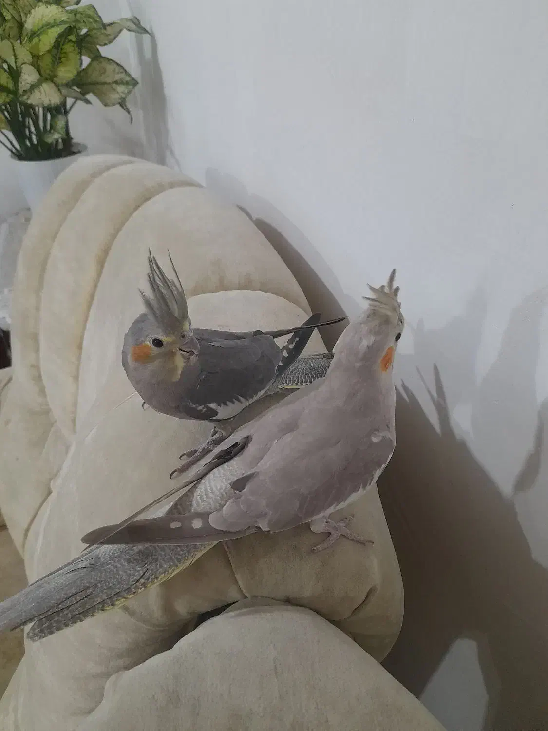 عروس هلندی نر وماده|پرنده|کوچصفهان, |دیوار