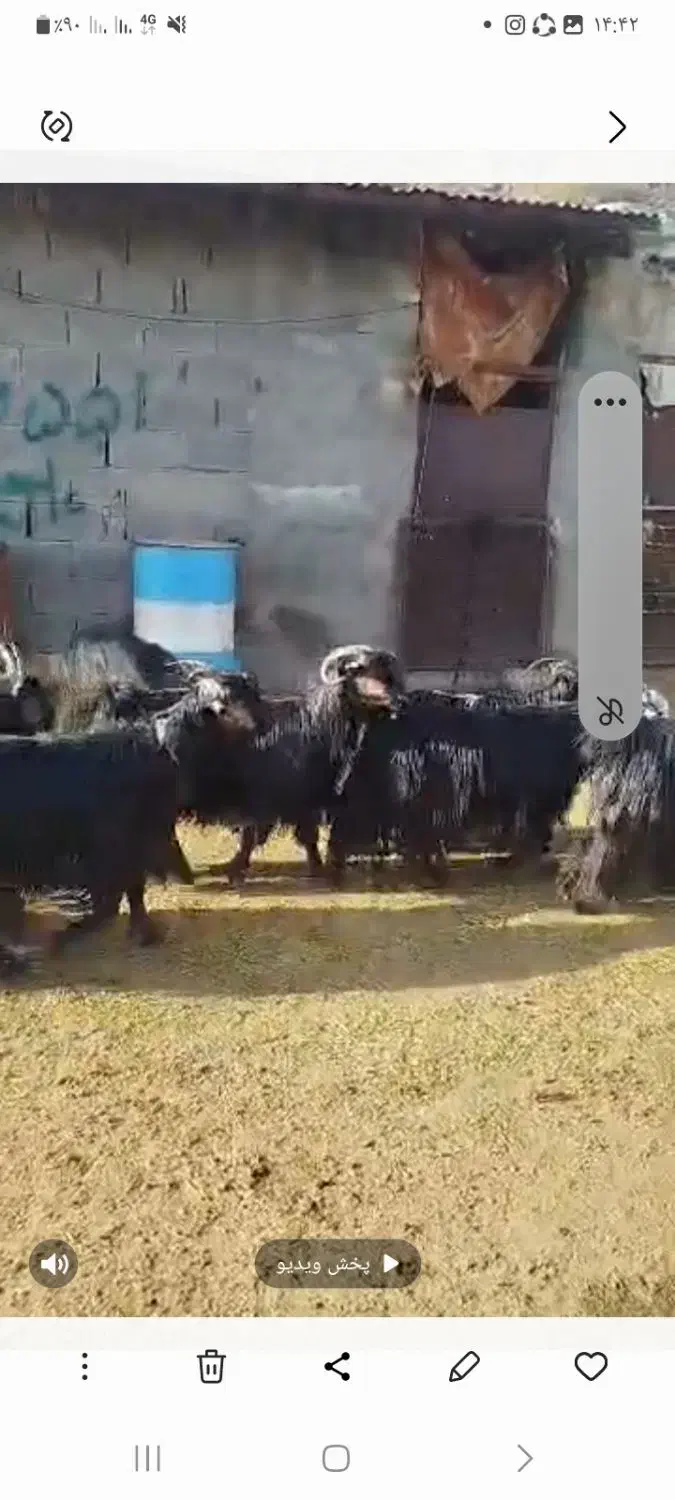 بز داشتی شهر کردی|حیوانات مزرعه|دورود, |دیوار