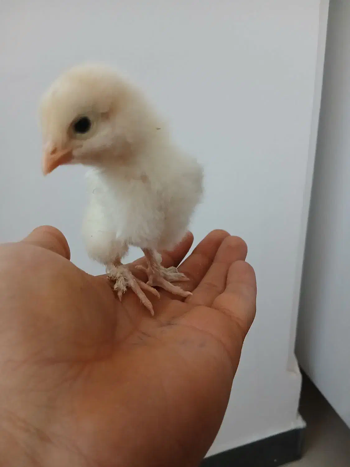 جوجه برهما|حیوانات مزرعه|پاکدشت, پاکدشت (مامازند)|دیوار