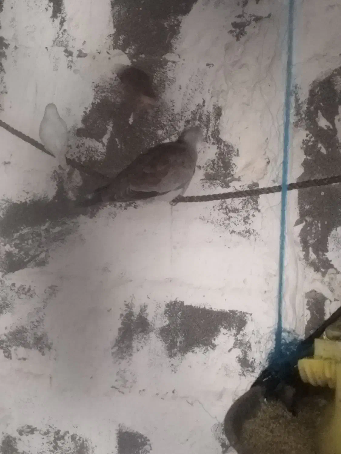 کبوتر زینتی|پرنده|بندر دیر, |دیوار