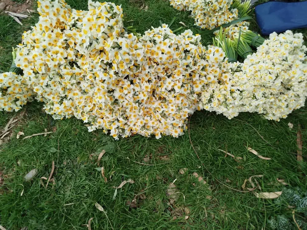 گل نرگس|گل و گیاه طبیعی|تهران, اکباتان|دیوار