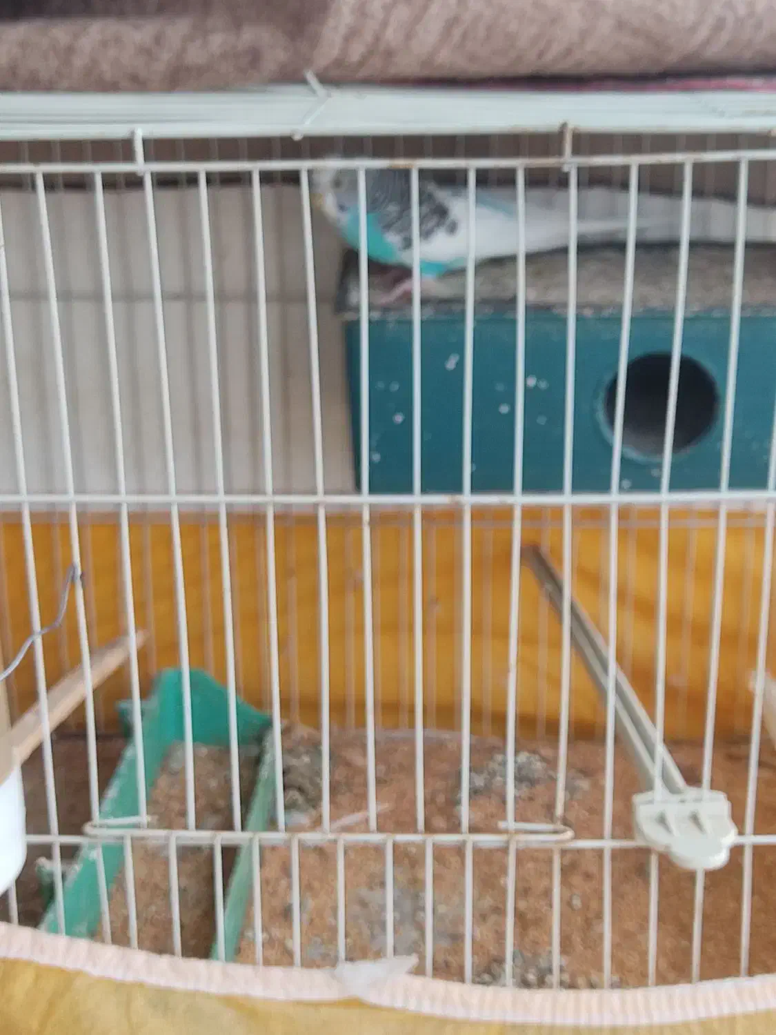 قفس پرنده دو عدد باوسایل کامل|لوازم جانبی حیوانات|گنبد کاووس, |دیوار