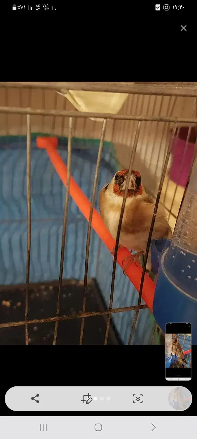 سهره|پرنده|قزوین, |دیوار