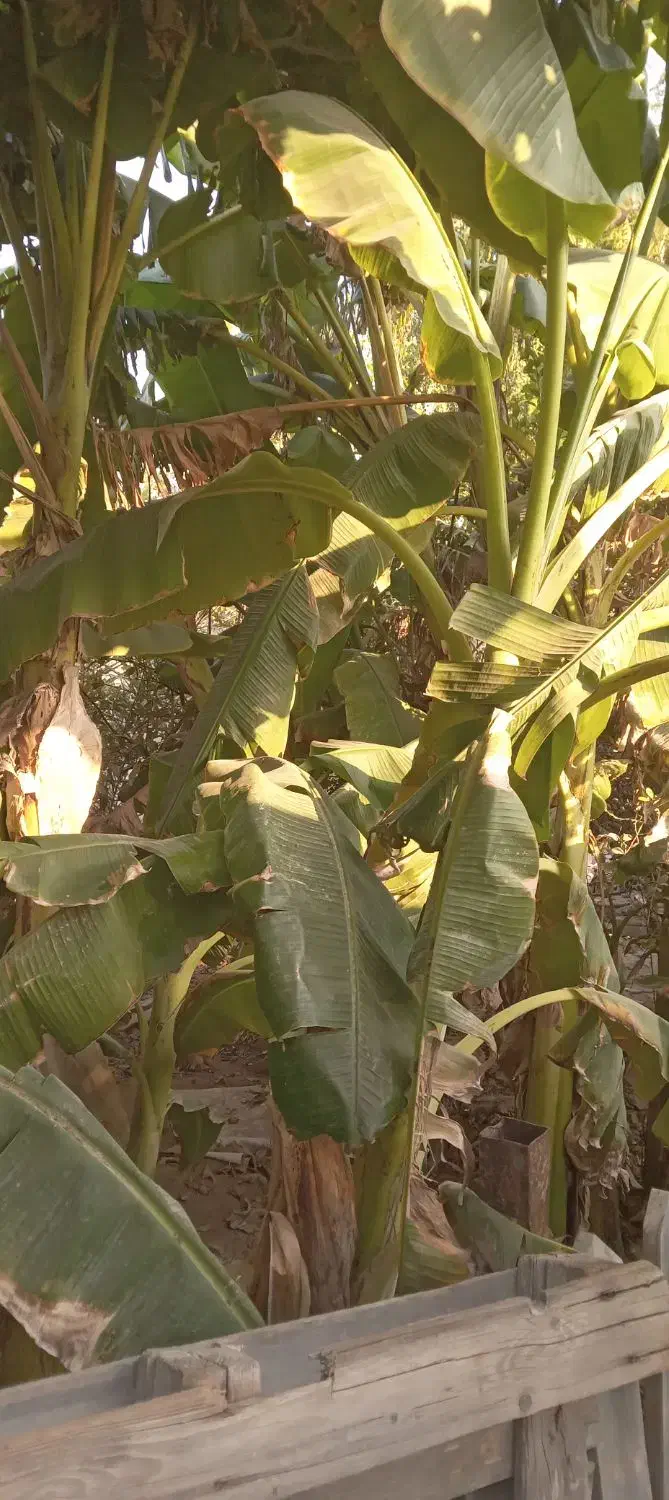 نهال درخت خرما|گل و گیاه طبیعی|قشم, |دیوار