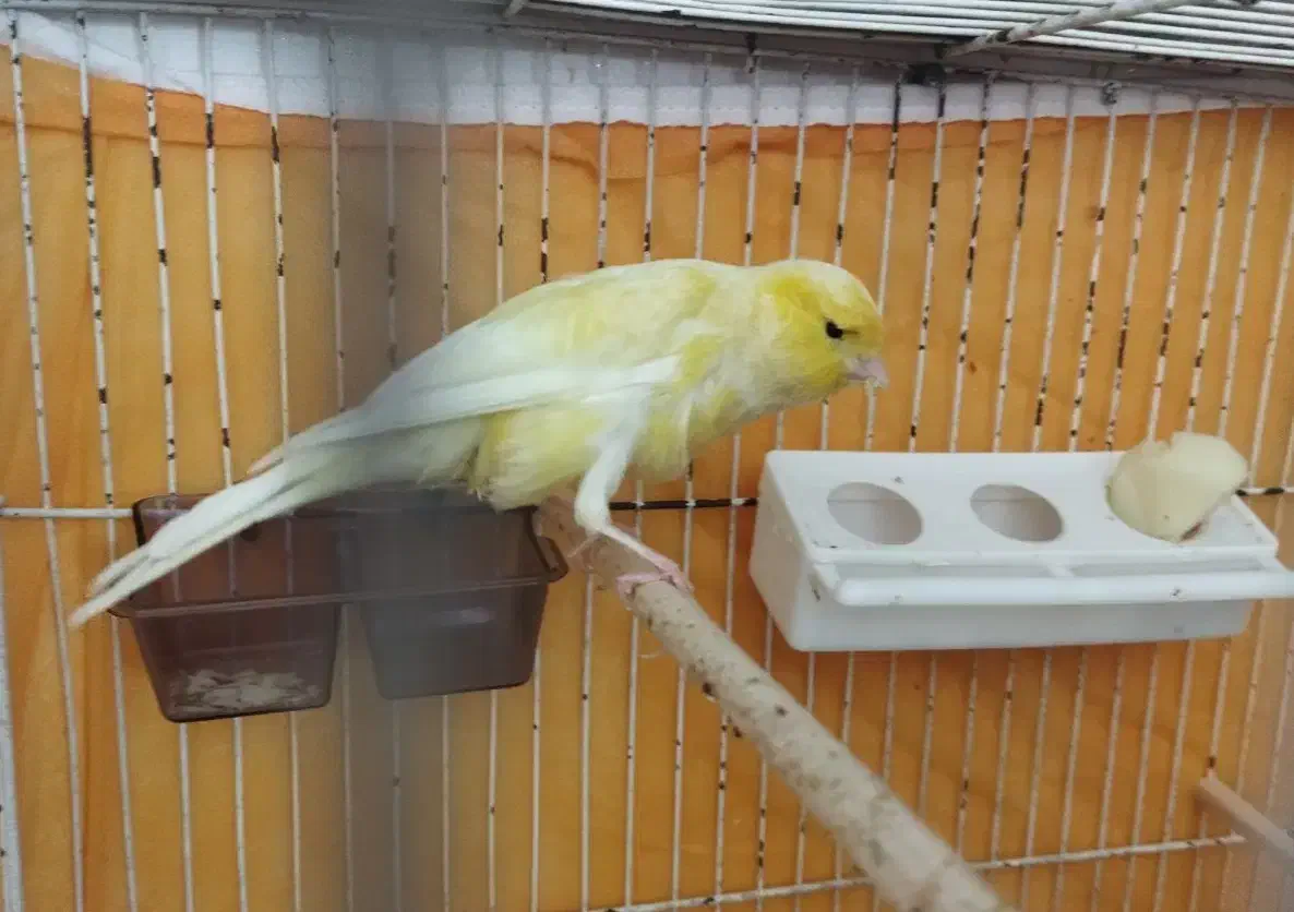 قناری نر حدوداً هفت ماها کشیده بلند|پرنده|فولادشهر, C8|دیوار