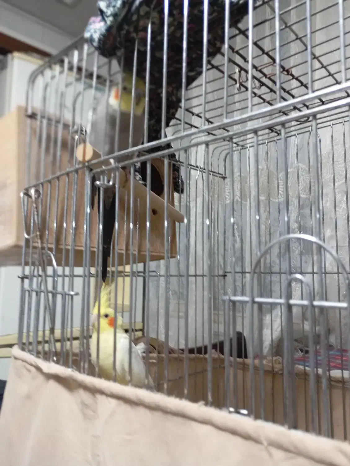 فروش عروس هلندی|پرنده|کهریزک, |دیوار