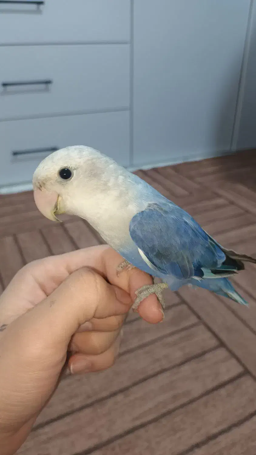 طوطی برزیلی|پرنده|شهریار, شهرک امیریه|دیوار