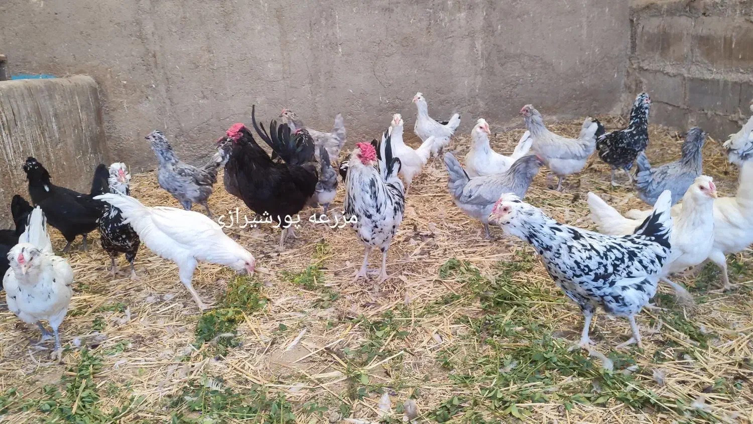 جوجه و تخم نطفه دار گلین لری اصل|حیوانات مزرعه|تهران, ایران|دیوار