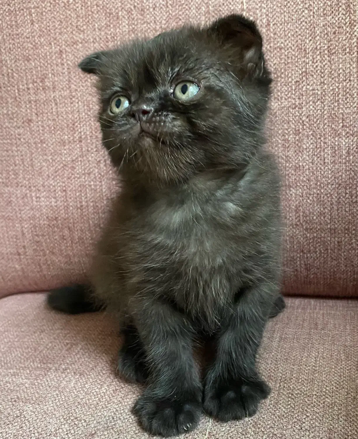 واگذاری بچه گربه|گربه|مشهد, عنصری|دیوار