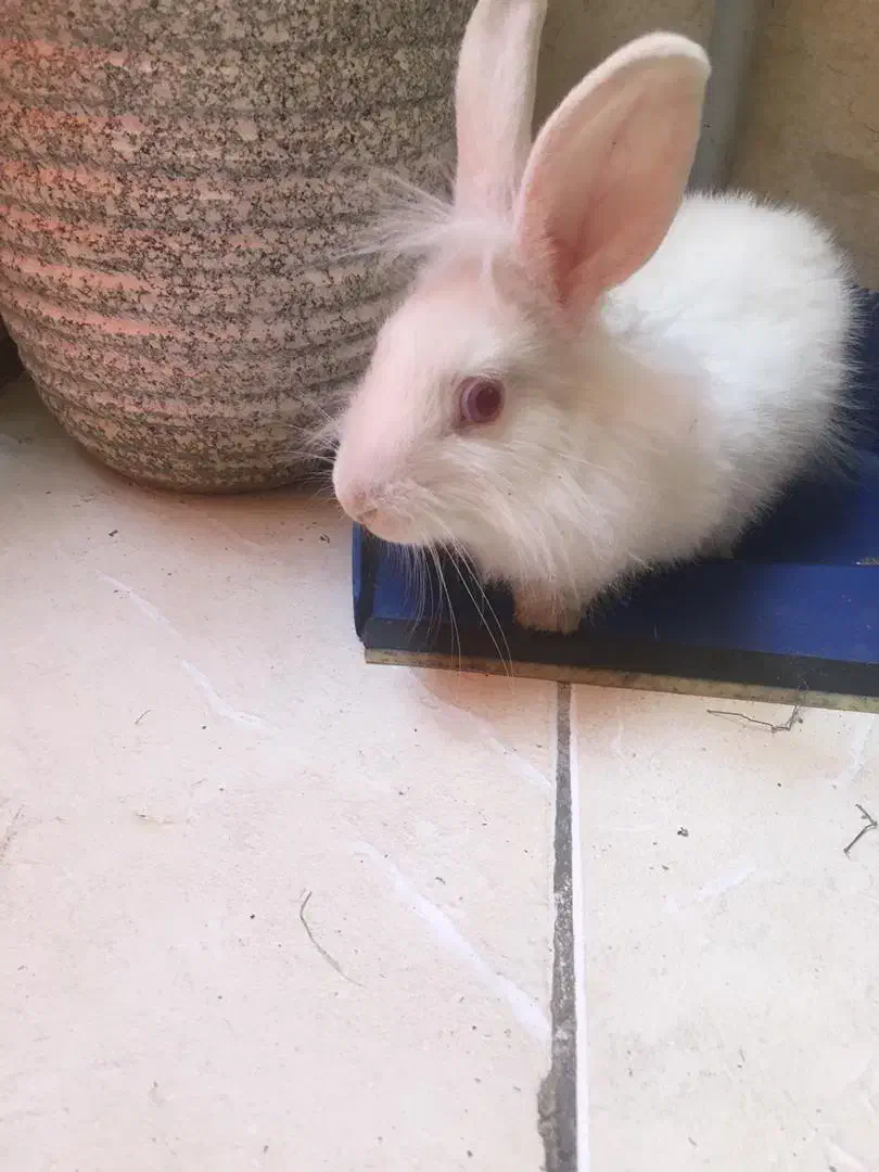 خرگوش هلندی|موش و خرگوش|تهران, امام حسین|دیوار